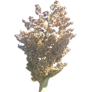SORGHUM